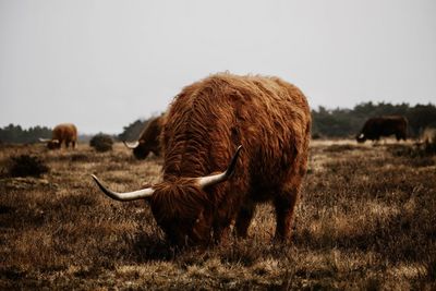 Scottish highlanders in a field