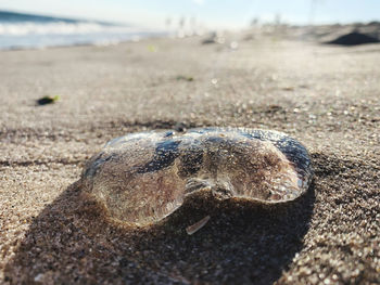 Close-up of shell on beach