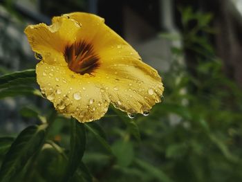 Close-up of wet yellow flower