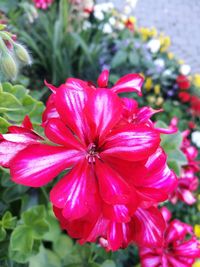 Close-up of pink cosmos blooming outdoors