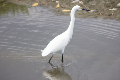 White duck in a lake