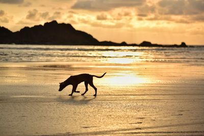 Silhouette dog running on beach during sunset