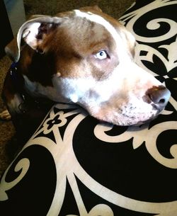 Close-up portrait of a dog