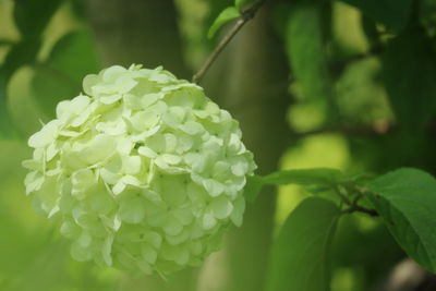 Close-up of fresh green plant