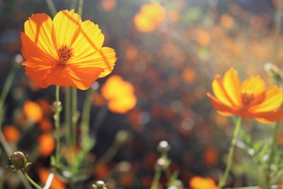 Close-up of orange flower against blurred background