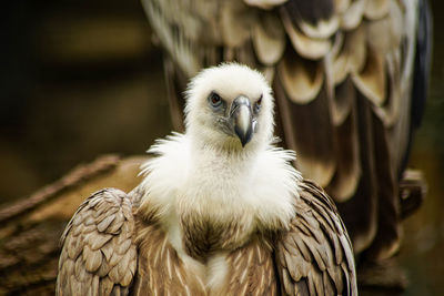 Close-up portrait of owl