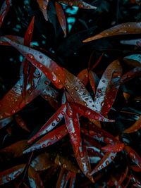 High angle view of wet leaves in water