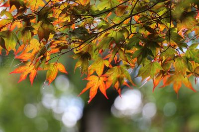 Close-up of maple leaves on tree