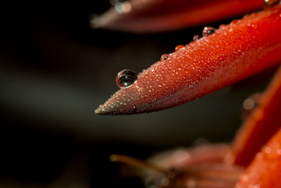 Close-up of orange fish in sea