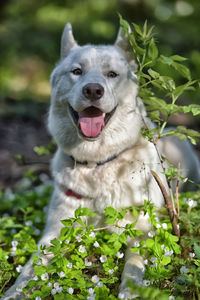 Portrait of a dog