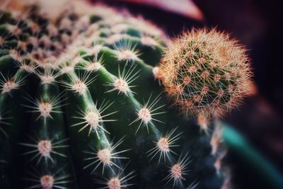 Close-up of succulent plant
