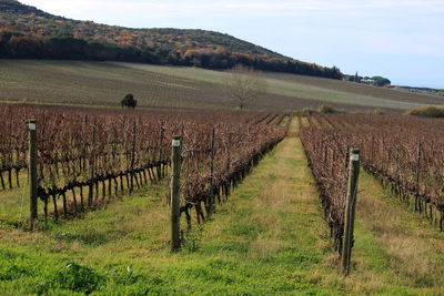 Vineyard against sky