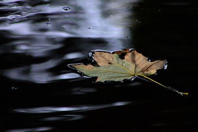 Close-up of leaves floating on water