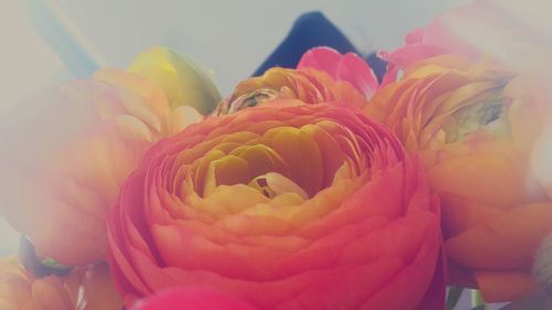 Close-up of pink roses blooming outdoors