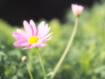 Close-up of pink flower