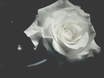 Close-up of rose against black background