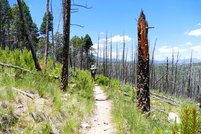 Trees in the forest