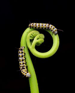 Close-up of caterpillar on leaf over black background