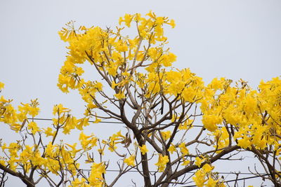 Low angle view of yellow flowering tree against clear sky