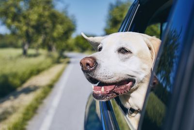 Dog peeking out from car window