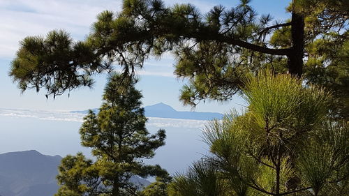 Low angle view of trees against sky