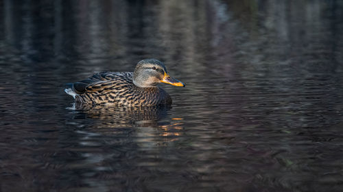 Duck swimming in lake