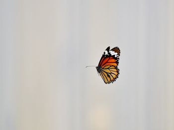 Butterfly flying