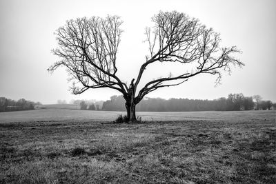 Bare tree on field against sky