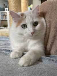 Close-up portrait of cat relaxing at home