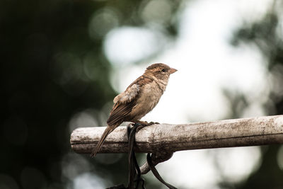 Close-up of bird perching outdoors