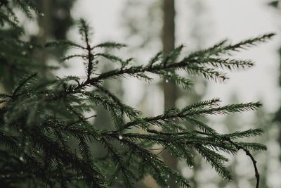 Full frame shot of tree