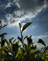 Low angle view of flowering plant against sky