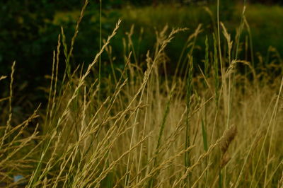 Close-up of grass growing in field