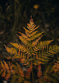 Close-up of autumn leaves