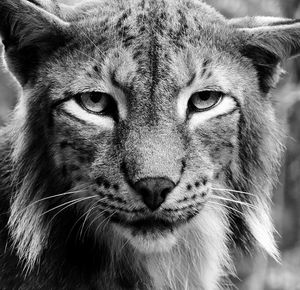 Close-up portrait of a cat