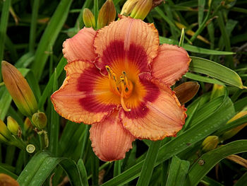 Close-up of pink flowers