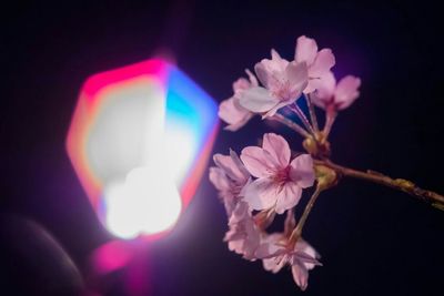 Close-up of pink flowers at night