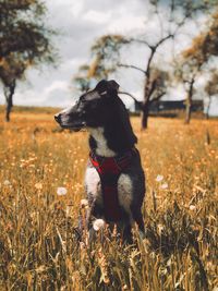 Dog looking away on field