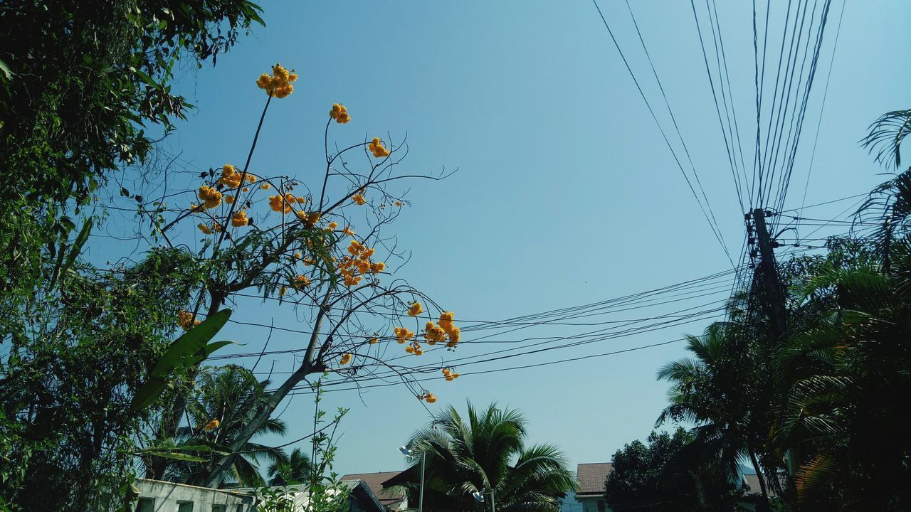 LOW ANGLE VIEW OF PLANTS AGAINST SKY