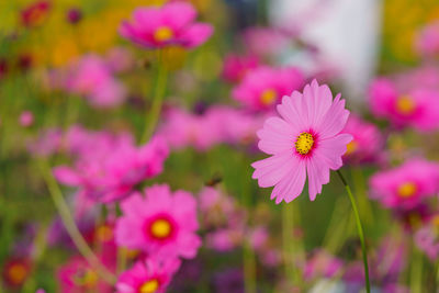 Cosmos colorful flower in the beautiful garden.