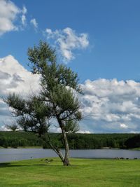 Tree on field against sky