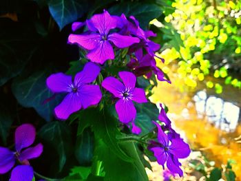 Close-up of fresh purple flowers blooming outdoors