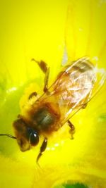 Close-up of insect on yellow leaf