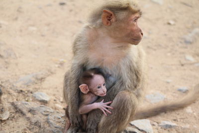 Monkey sitting outdoors