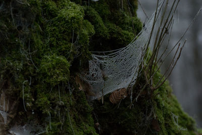 Low angle view of hanging from tree in forest against sky