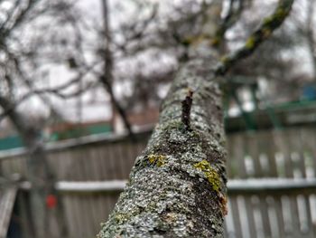 Close-up of christmas tree