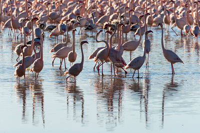 Birds in lake