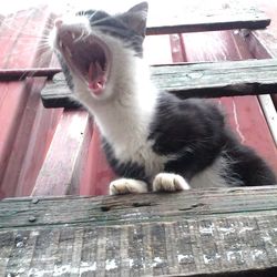 Close-up of cat sitting on wooden floor