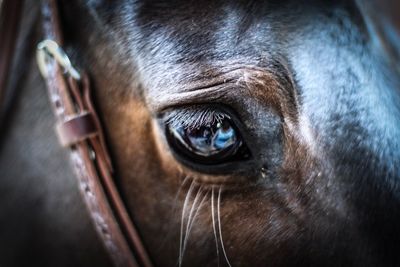 Close-up of horse eye