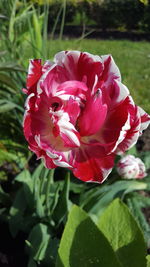 Close-up of red flowers blooming outdoors